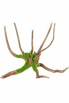 Akváriová dekorácia Kipouss Spider root M Zolux
