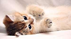 funny-kittylovely-kitten-cute-funny-kitten-kitty-lovely-paws-sweet-hphdd8rn.jpg
