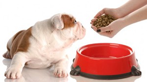 how-much-food-to-feed-dog-500x280.jpg